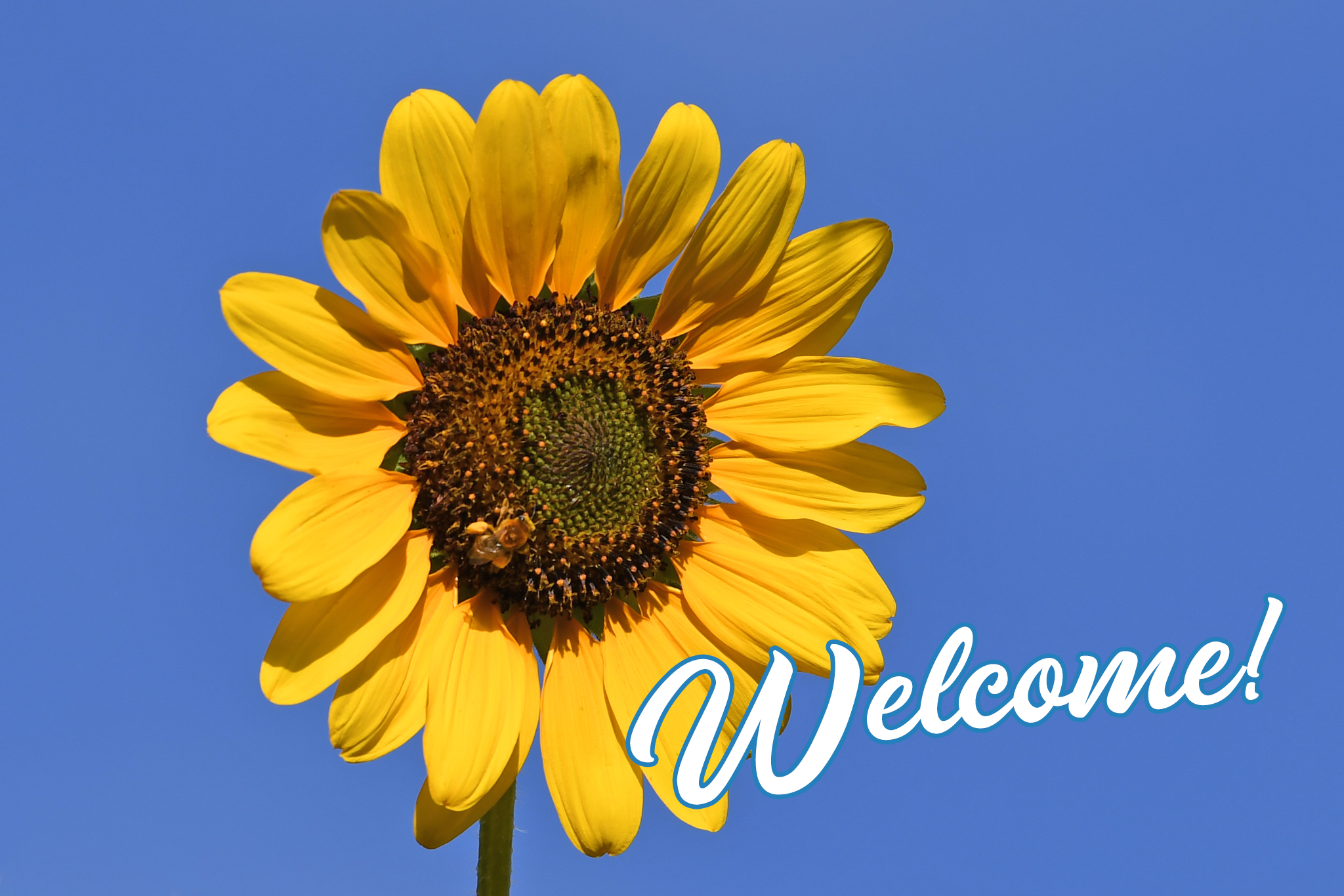 DSC_4848.Welcome sunflower